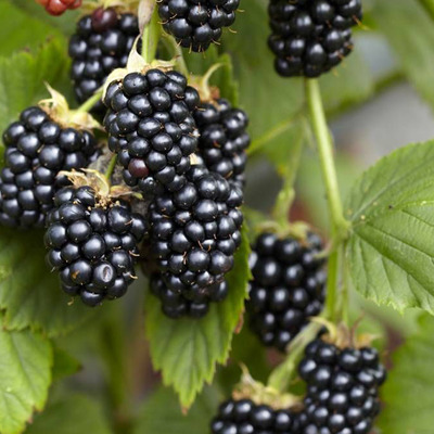 Rubus idaeus 'Black Jewel' Málna Black Jewel