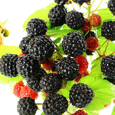 Rubus idaeus 'Bristol' M&aacute;lna Bristol