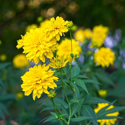 Rudbeckia laciniata 'Goldquelle' Kúpvirág