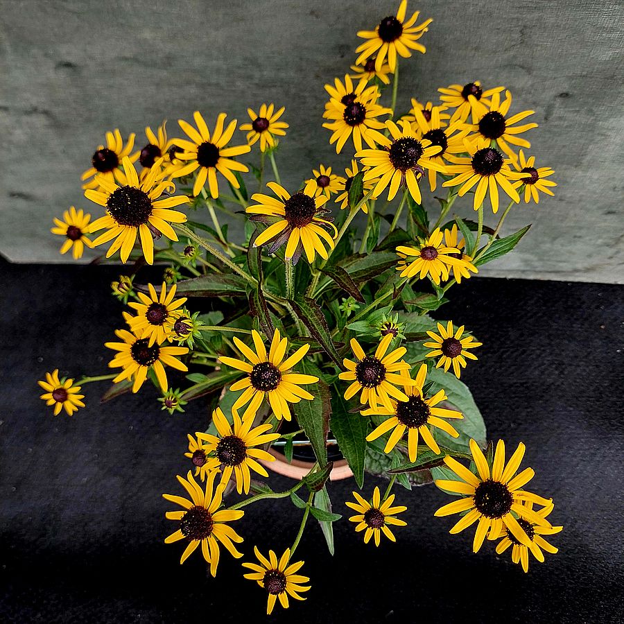 Kúpvirág Rudbeckia fulgida 'Little Goldstar'