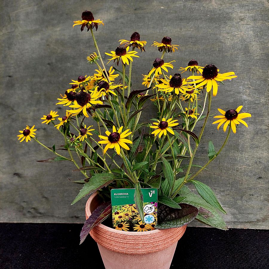 Kúpvirág Rudbeckia fulgida 'Little Goldstar'