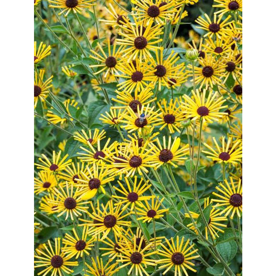 Rudbeckia subtomentosa 'Little Henry' Kúpvirág