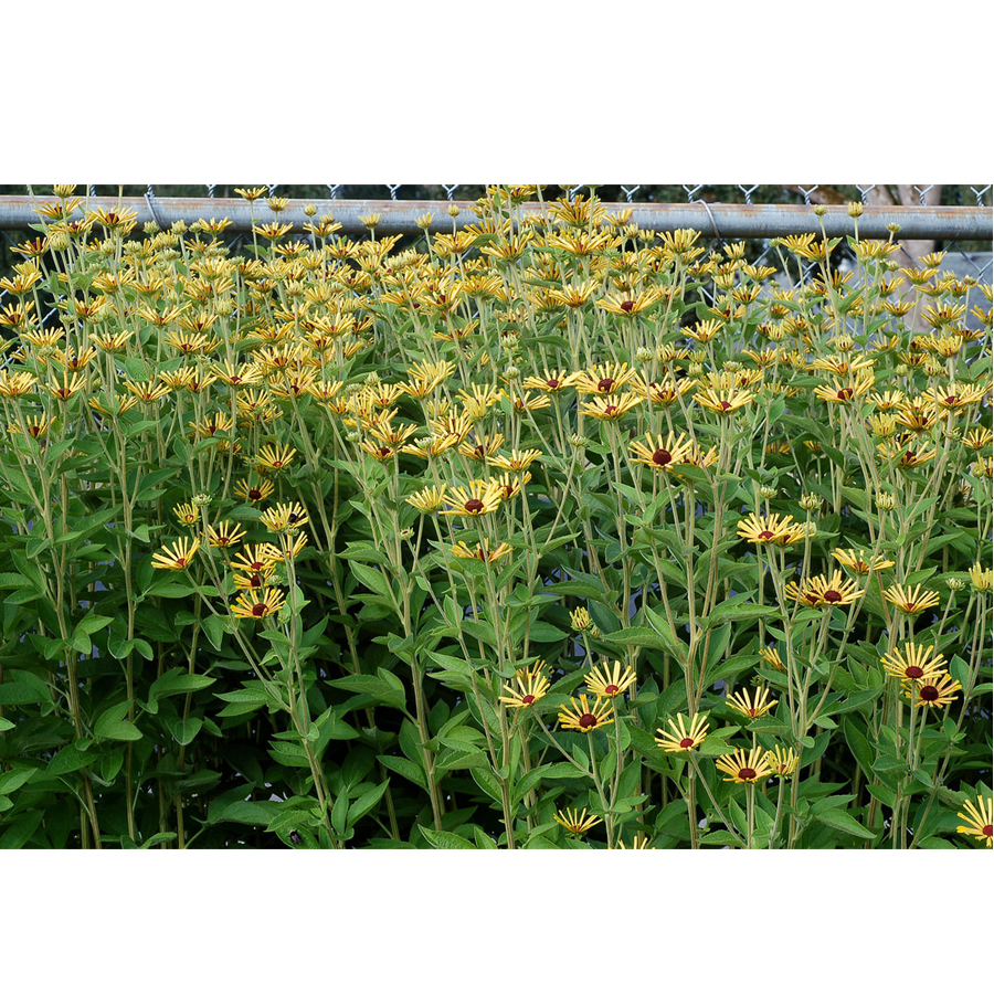 Kúpvirág Rudbeckia subtomentosa 'Little Henry'