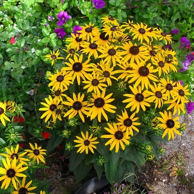Rudbeckia fulgida 'City Garden' Kúpvirág