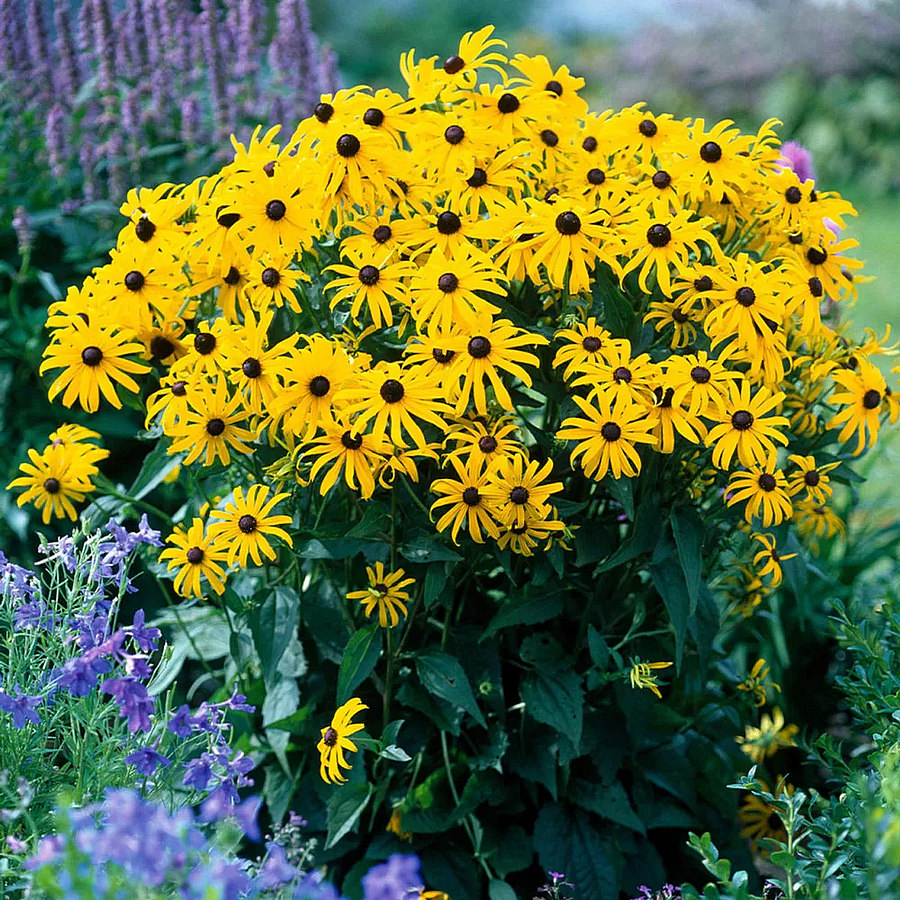 Rudbeckia fulgida 'Goldsturm' Kúpvirág