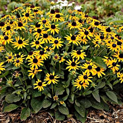 Kúpvirág Rudbeckia fulgida 'Little Goldstar'