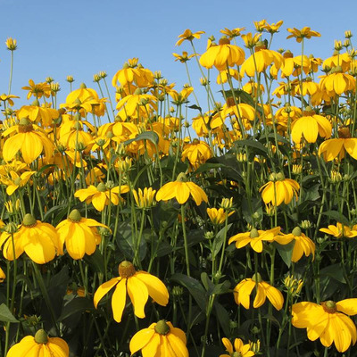 Rudbeckia nitida 'Herbstsonne' K&uacute;pvir&aacute;g