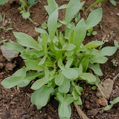 Rumex acetosella Juhs&oacute;ska