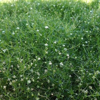 Sagina subulata 'Moss Green' Szálkás zöldhúr