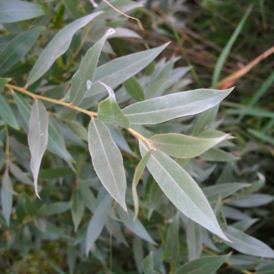 Salix alba 'Gemenc' Szomor&uacute; fűz
