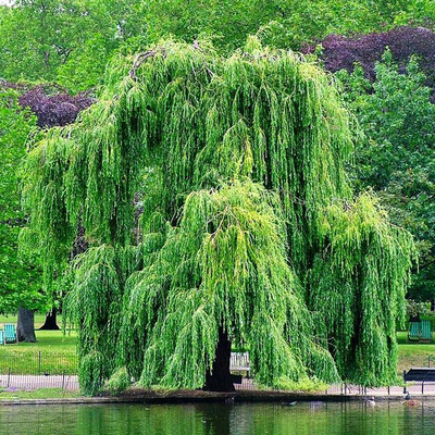 Salix alba 'Tristis' Szomorú fűz