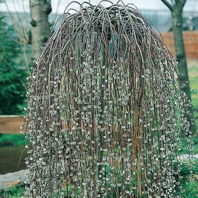 Salix caprea 'Kilmarnock' Cs&uuml;ngő barkafűz