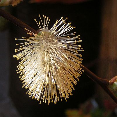 Salix caprea 'Pendula' Csüngő barkafűz