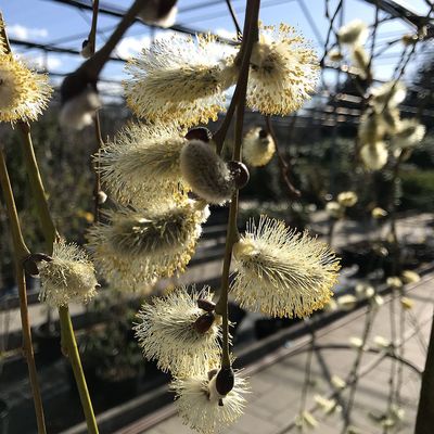 Csüngő barkafűz Salix caprea 'Pendula'