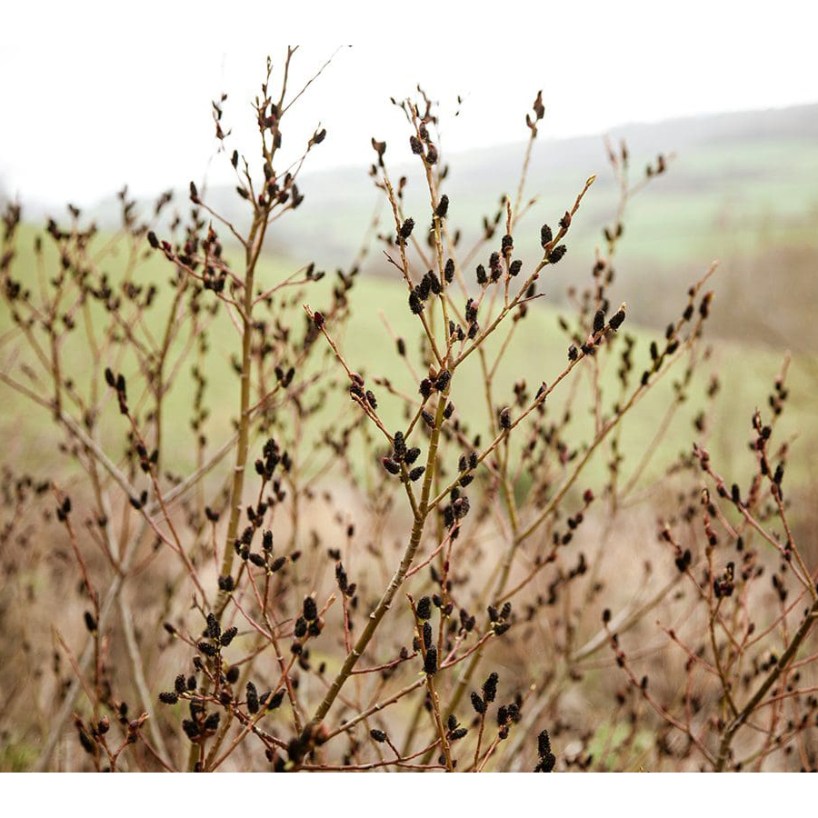 Salix gracilistyla 'Melanostachys' Fekete barkafűz