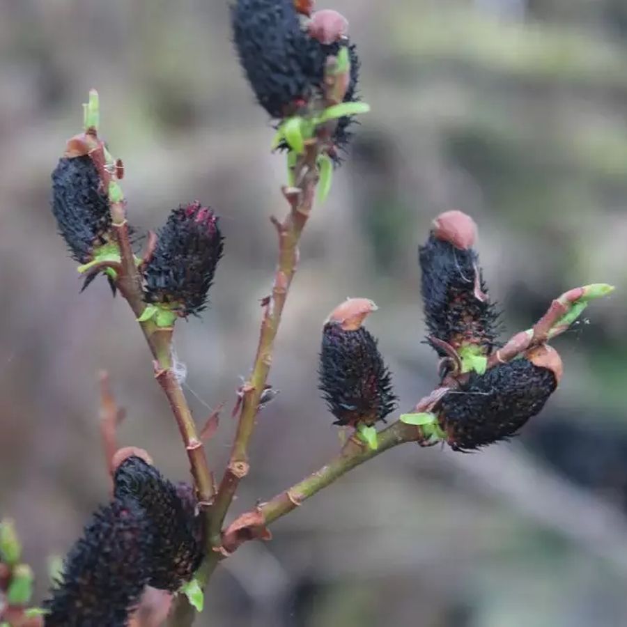 Fekete barkafűz Salix gracilistyla 'Melanostachys'