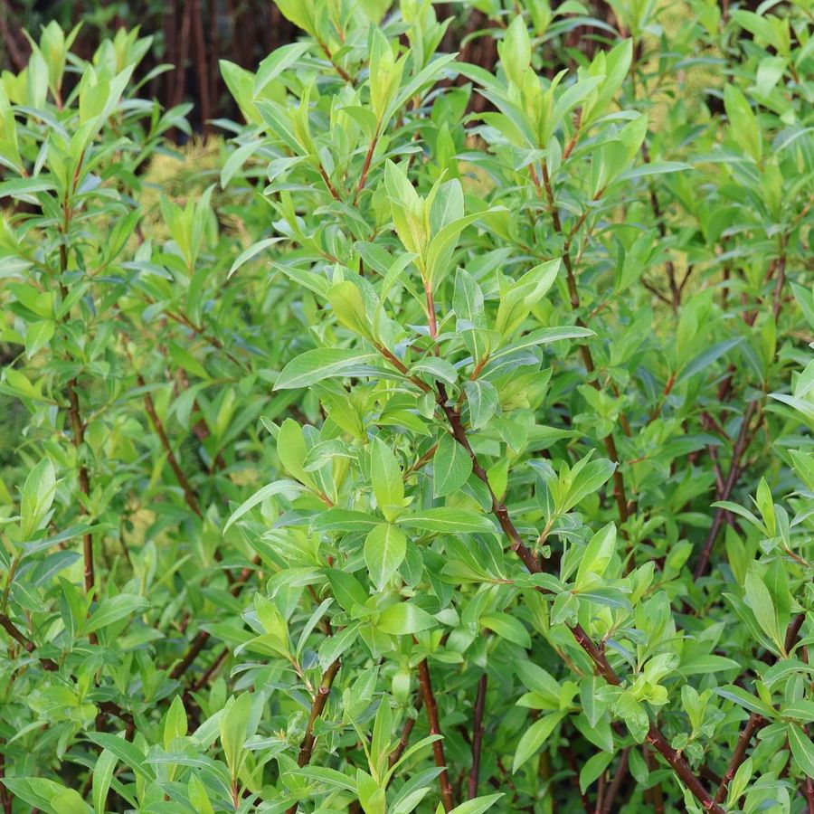 Fekete barkafűz Salix gracilistyla 'Melanostachys'