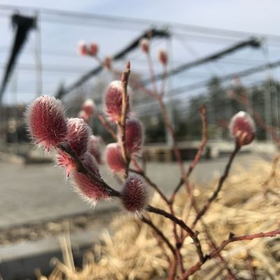 Salix gracilistyla 'Mount Aso' Rózsaszín barkafűz