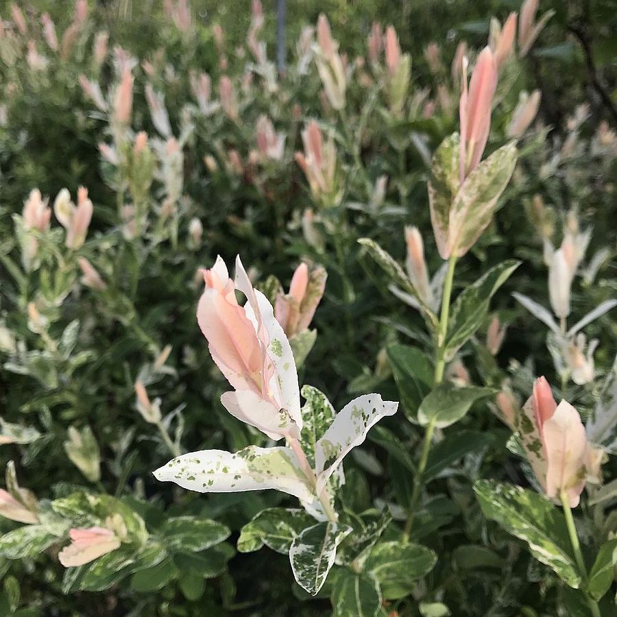 Tarka japán fűz Salix integra 'Hakuro Nishiki'