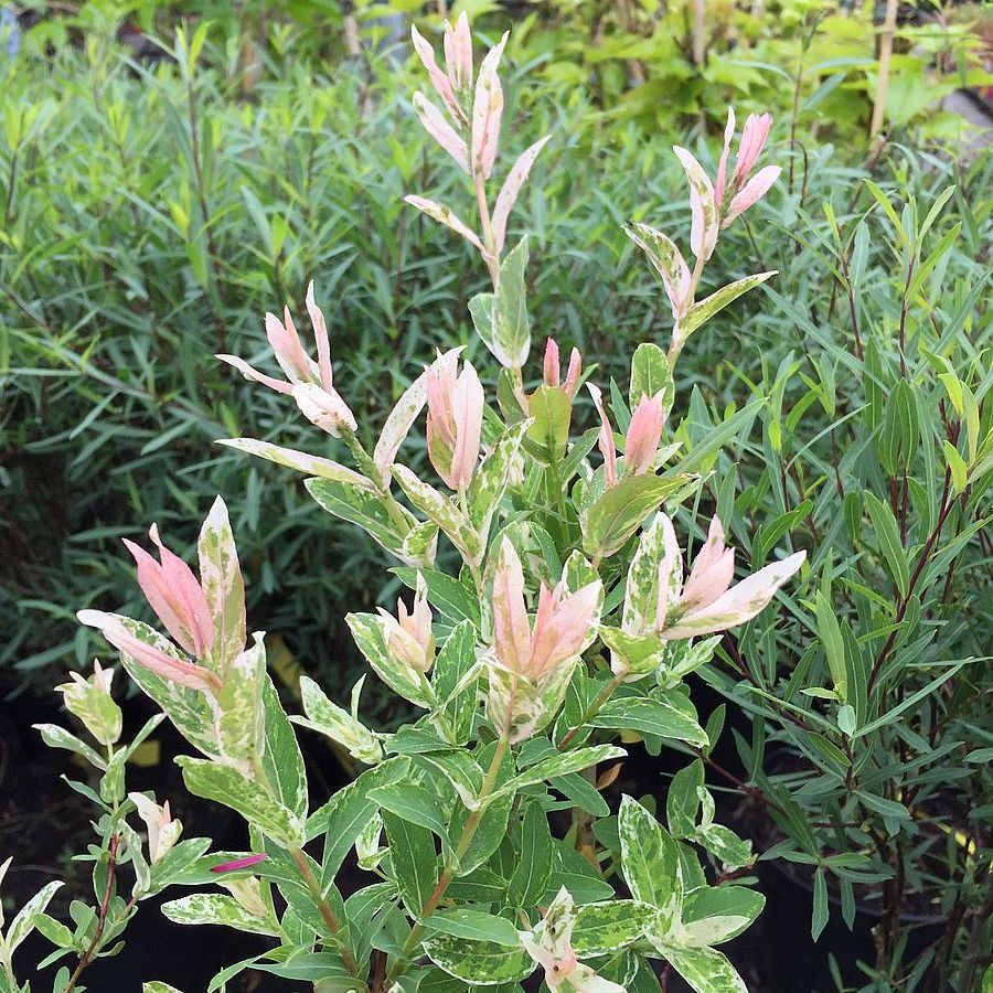 Salix integra 'Hakuro Nishiki' Tarka japán fűz