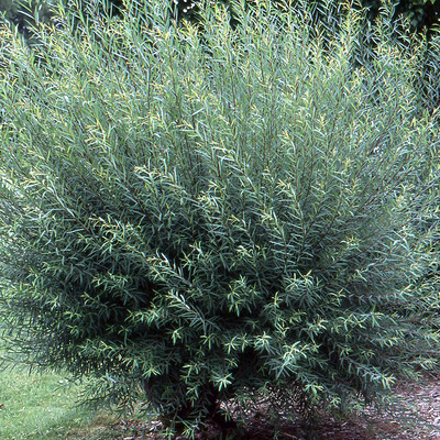 Salix purpurea 'Nana' T&ouml;rpe csigolyafűz
