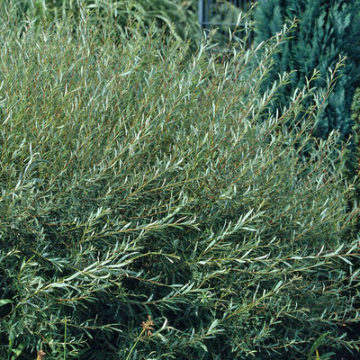 Salix rosmarinifolia Cinege fűz
