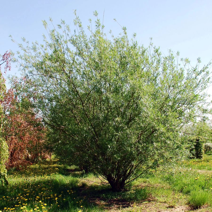 Salix viminalis Kosárkötő fűz