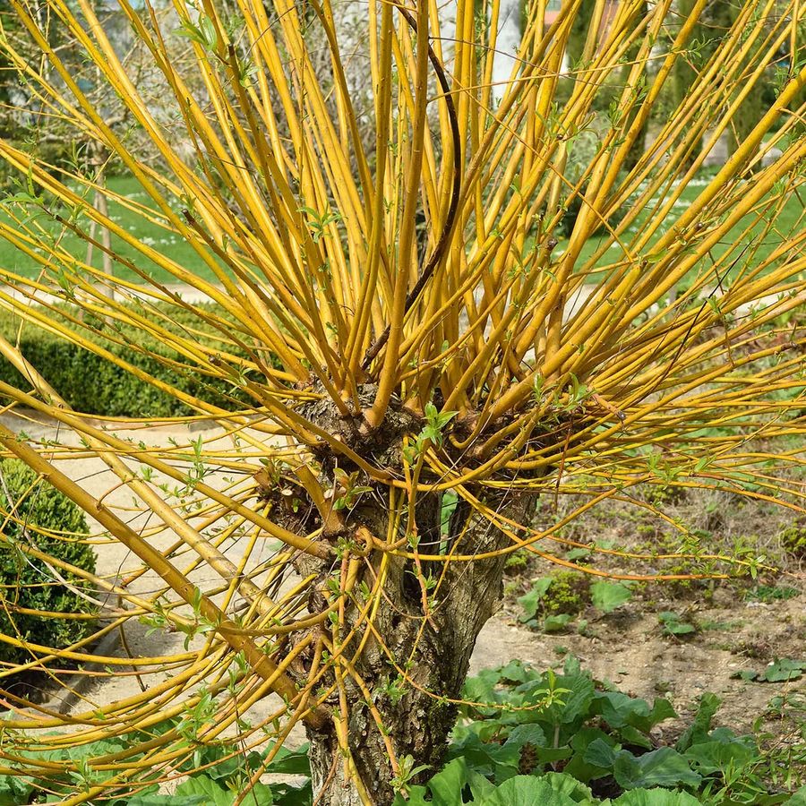 Kosárkötő fűz Salix viminalis