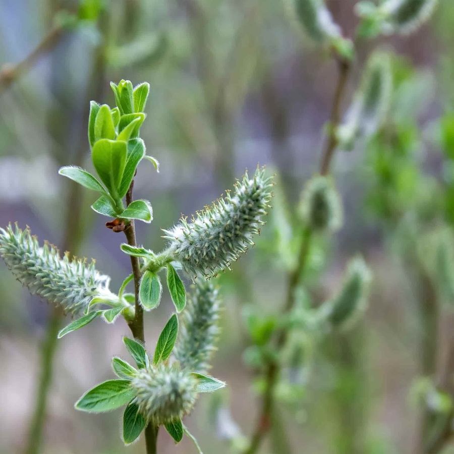 Kosárkötő fűz Salix viminalis