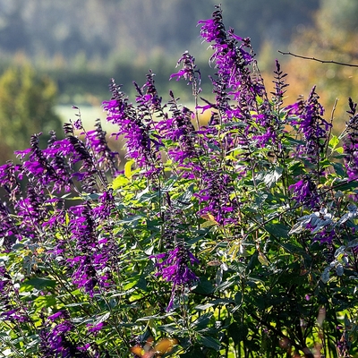 Salvia 'Amistad' Zs&aacute;lya