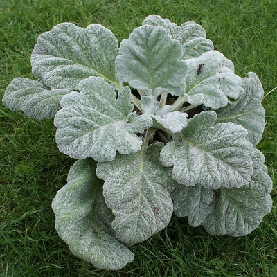 Salvia argentea 'Artemis' Zsálya