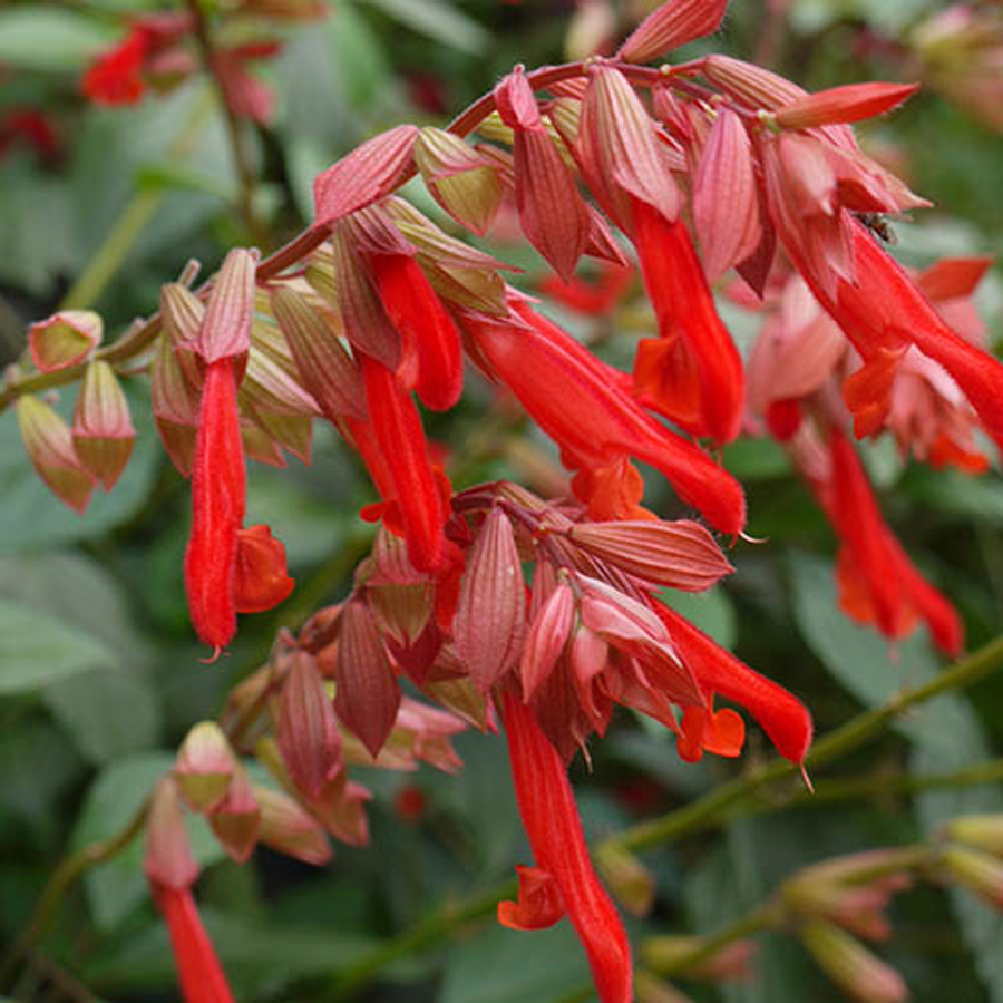 Salvia 'Ember Wish' Hibrid zs&aacute;lya
