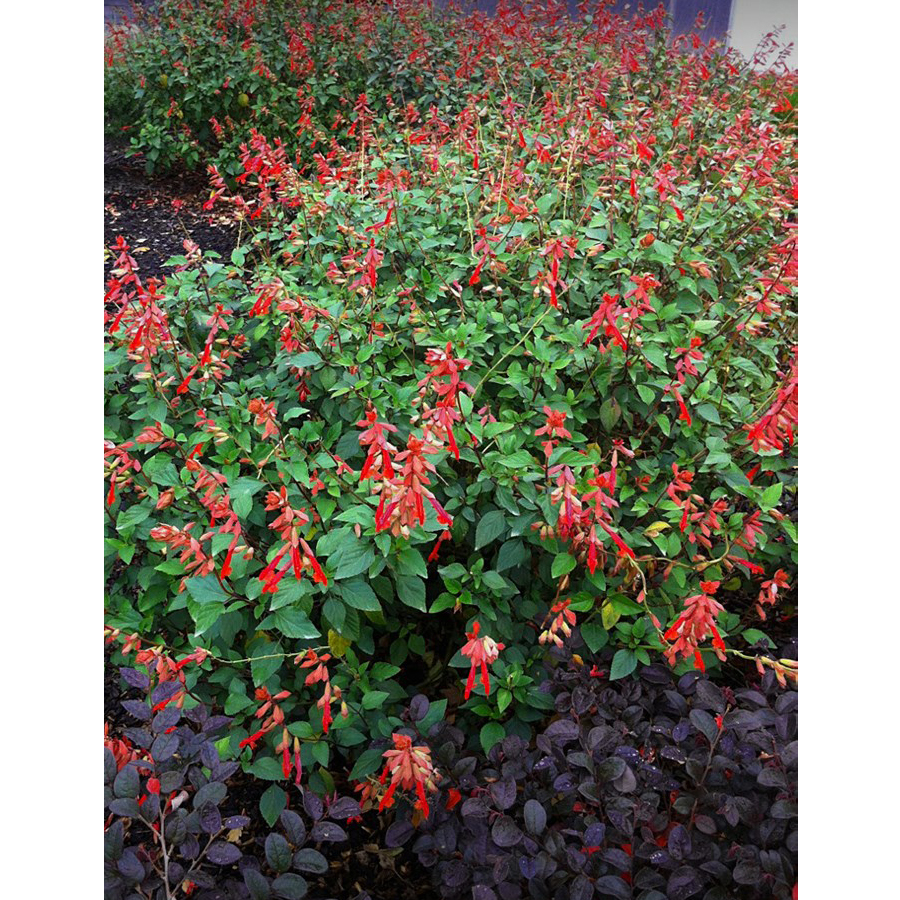 Hibrid zs&aacute;lya Salvia 'Ember Wish'