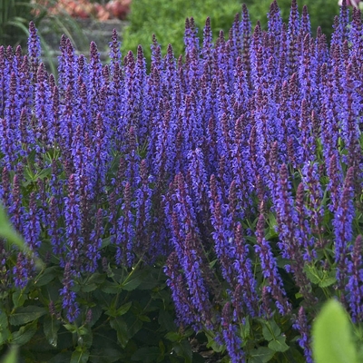 Salvia pratensis 'Fashionista Evening Attire' Mezei zs&aacute;lya