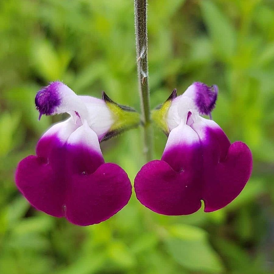 Salvia greggii 'Amethyst Lips' Őszizsálya