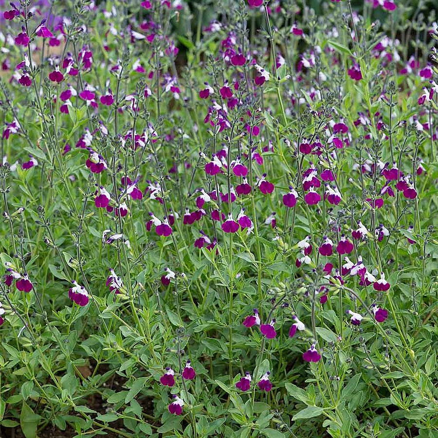 Őszizsálya Salvia greggii 'Amethyst Lips'