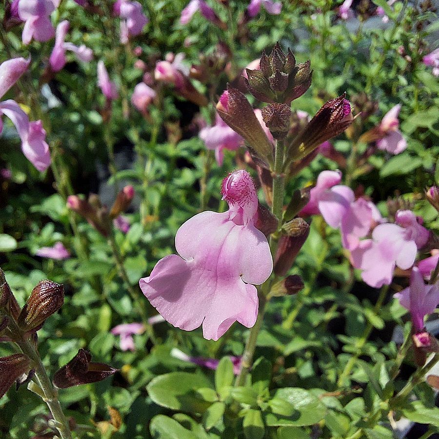 Salvia greggii mix Őszizsálya fajták