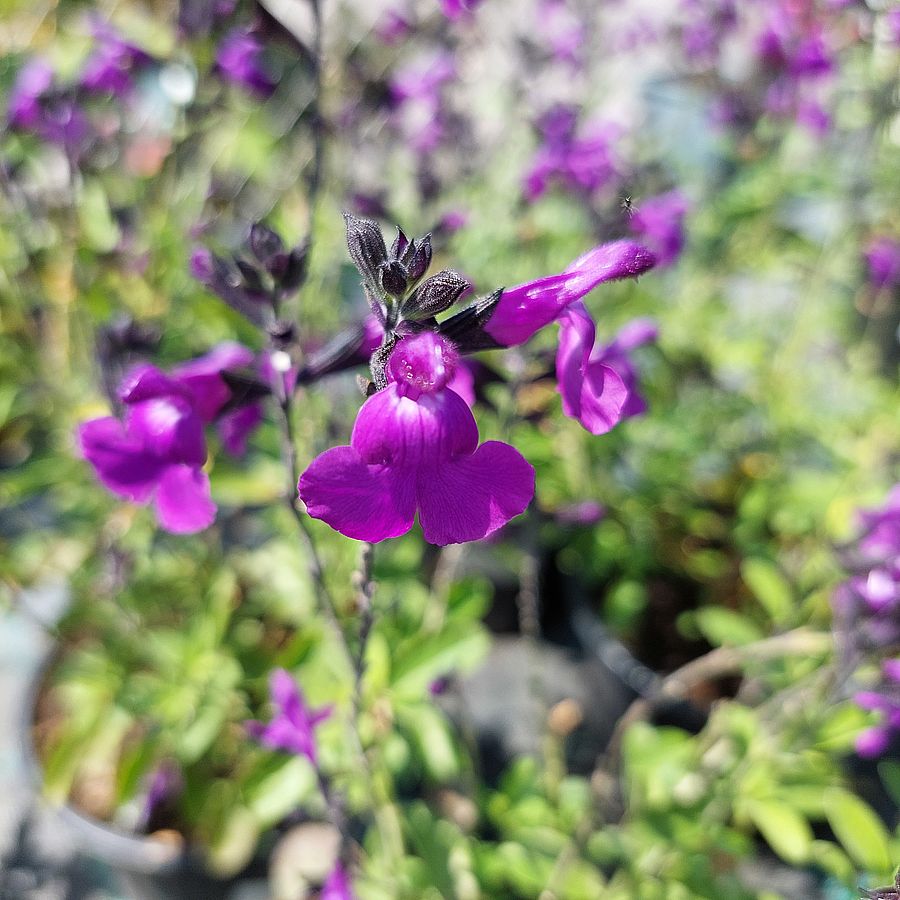 Őszizsálya fajták Salvia greggii mix