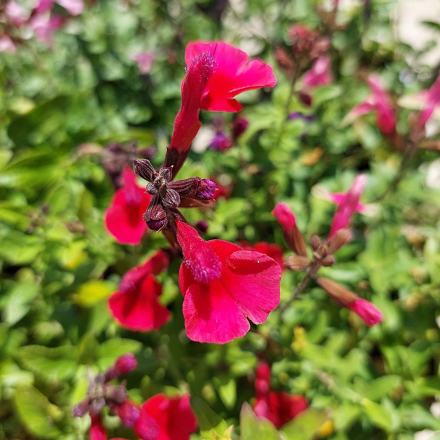 Őszizsálya fajták Salvia greggii mix