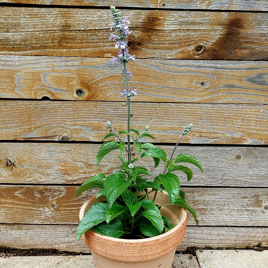 Hibrid zs&aacute;lya Salvia 'Misty Blue'