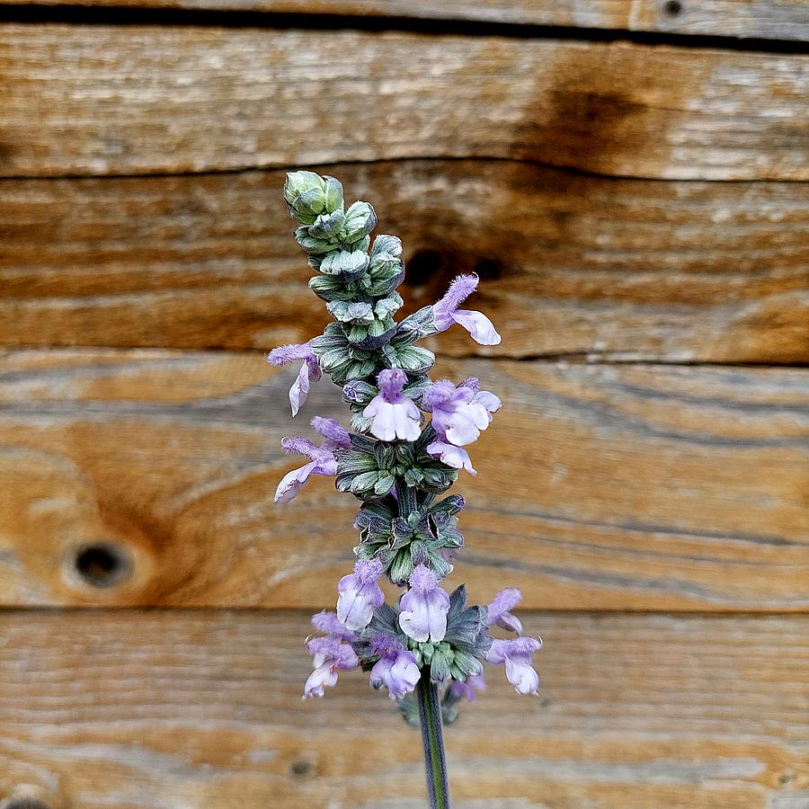 Salvia 'Misty Blue' Hibrid zs&aacute;lya