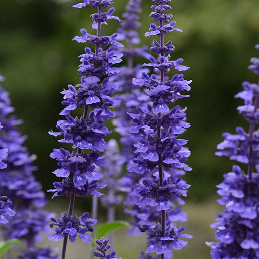 Salvia 'Mystic Spires Blue' Hibrid zs&aacute;lya