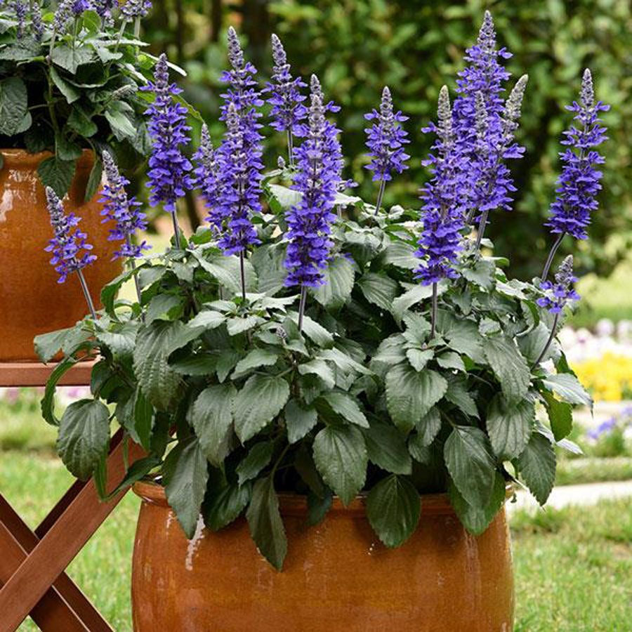 Hibrid zs&aacute;lya Salvia 'Mystic Spires Blue'