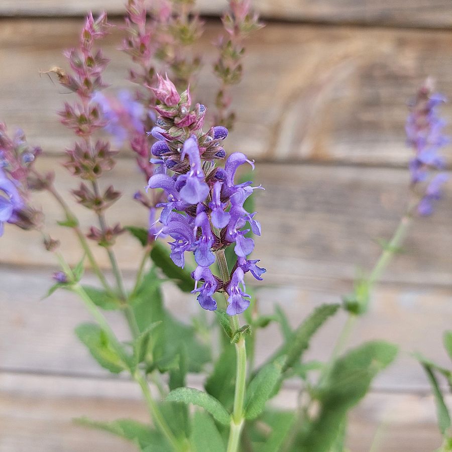 Salvia nemorosa 'Blauhügel' Ligeti zsálya