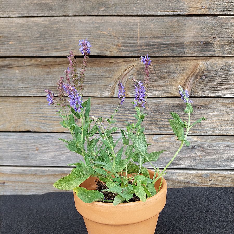 Ligeti zsálya Salvia nemorosa 'Blauhügel'