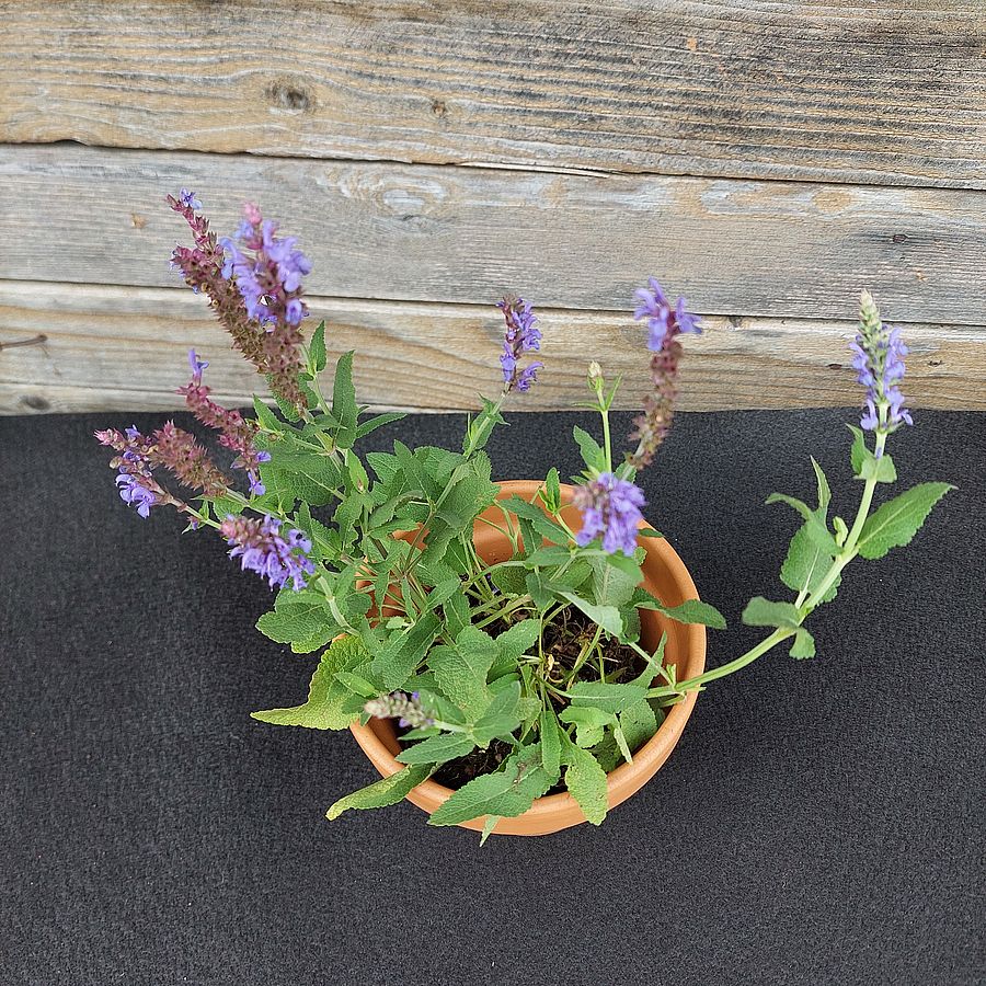 Ligeti zsálya Salvia nemorosa 'Blauhügel'