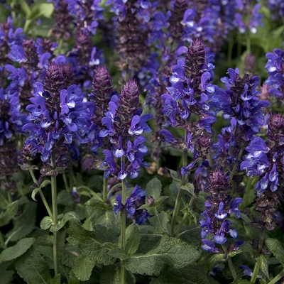 Salvia 'Blue Marvel' Ligeti zs&aacute;lya