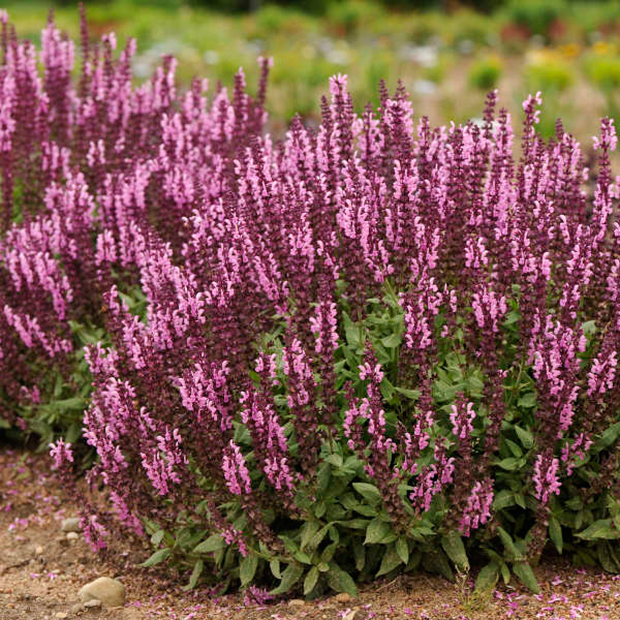 Ligeti zsálya Salvia nemorosa 'Sensation Medium Deep Rose'