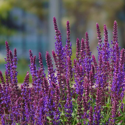 Salvia nemorosa 'Mix' Ligeti zsálya