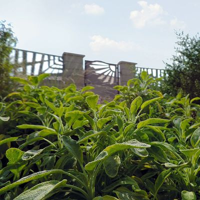 Salvia officinalis Orvosi zsálya